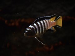 Pseudotropheus Elongatus Mpanga