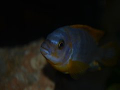 Labidochromis Hongi Red top