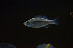 Dimidiochromis Strigatus