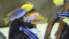 Labidochromis Hongi Red top