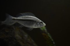 Dimidiochromis Strigatus