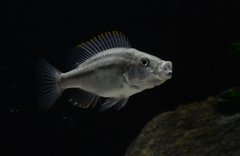 Dimidiochromis Strigatus