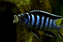 Pseudotropheus elongatus mphanga