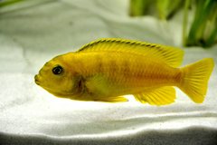 Pseudotropheus saulosi