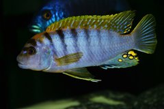 Labidochromis sp. Hongi Red Top