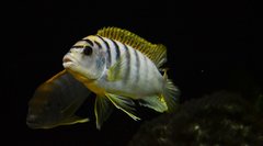 Labidochromis Hongi Red Top