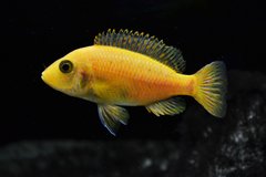 aulonocar fire fish