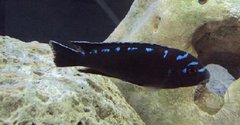 Więcej informacji o „elongatus neon spot”