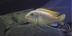 Więcej informacji o „greshakei”