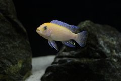Metriaclima estherae Red Red