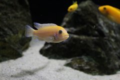 Metriaclima estherae Red Red