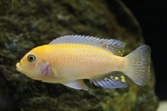Metriaclima estherae Red Red