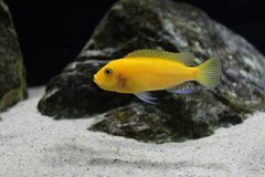 Metriaclima estherae Red Red