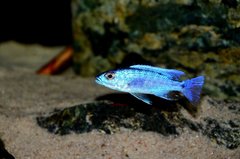 Sciaenochromis fryeri" iceberg red fin" F2
