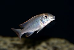 Lethrinops marginatus