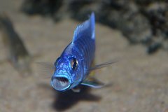 Sciaenochromis fryeri "iceberg red fin"