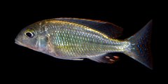 Lethrinops marginatus red fin