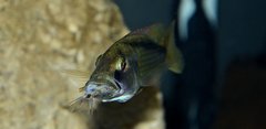 Champsochromis spilorhynchus