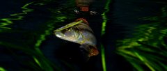 Dimidiochromis compressiceps