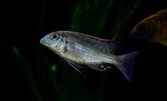 Lethrinops marginatus red fin