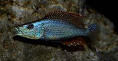 Dimidiochromis compressiceps Chizumulu