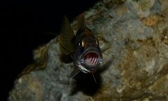 Champsochromis spilorhynchus