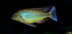 Lethrinops marginatus red fin