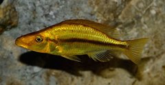 Dimidiochromis compressiceps Chizumulu
