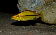 Dimidiochromis compressiceps Chizumulu