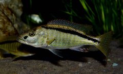 Champsochromis spilorhynchus