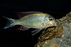 Lethrinops marginatus red fin