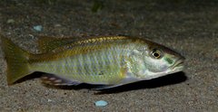 Champsochromis spilorhynchus