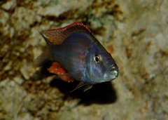 Dimidiochromis compressiceps Chizumulu