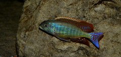 Lethrinops marginatus red fin