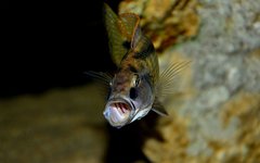 Champsochromis spilorhynchus