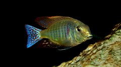 Lethrinops marginatus red fin