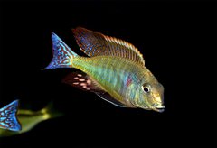 Lethrinops marginatus red fin