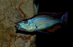 Dimidiochromis compressiceps Chizumulu