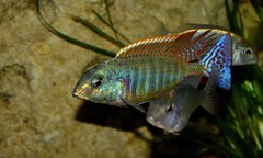 Lethrinops marginatus red fin