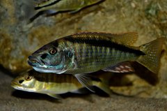 Champsochromis spilorhynchus