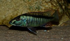 Champsochromis spilorhynchus
