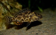 Nimbochromis polystigma