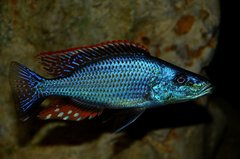 Dimidiochromis compressiceps Chizumulu