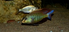 Lethrinops marginatus red fin