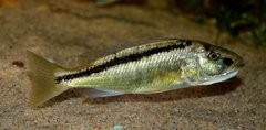 Champsochromis spilorhynchus