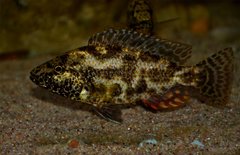 Więcej informacji o „Nimbochromis polystigma”