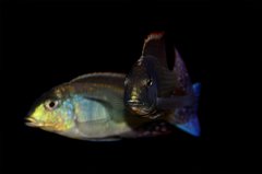 Lethrinops marginatus red fin