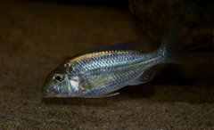 Lethrinops marginatus red fin