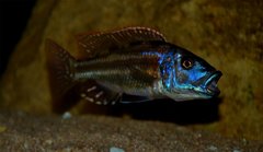 Nimbochromis fuscotaeniatus