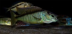 Champsochromis spilorhynchus